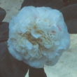 White Ball